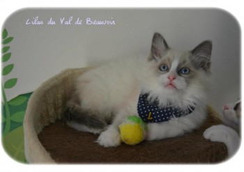 chaton femelle blue bicolour - 10 semaines - Chatterie Ragdolls du Val de Beauvoir